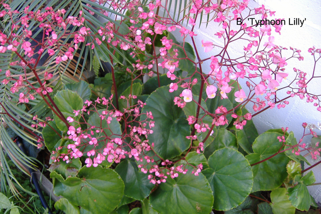 B. ‘Typhoon Lilly’